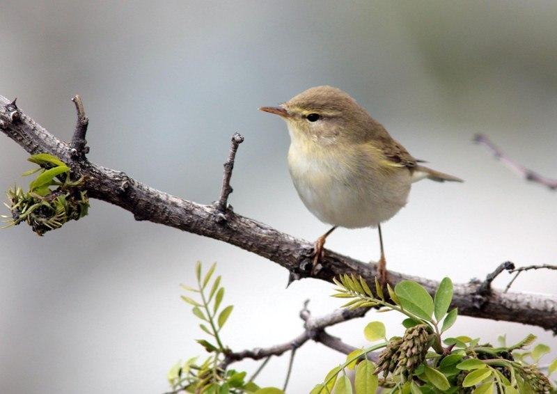 ثبت 2 گونه پرنده جدید در تالاب بین المللی گندمان