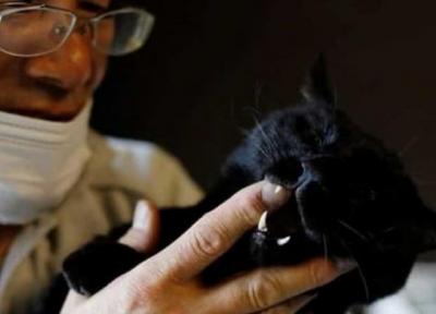 نجات حیوانات شهر ارواح به دست مرد ژاپنی