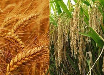 برنج و گندم، نان صنعت فارس را آجر کردند، رویایی به نام فرآوری